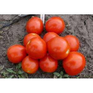 1855 F1 -  томат детермінантний (Lark Seeds) фото, цiна
